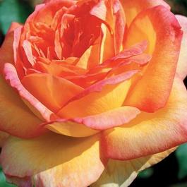 Rosa Hybrid Tea Centennial Star® (Centennial Star®)