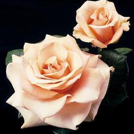 Rosa Hybrid Tea Marilyn Monroe™ (Marilyn Monroe™)