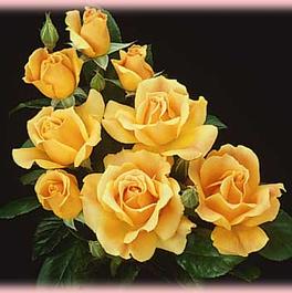 Rosa Floribunda Easy Going™ (Easy Going™)