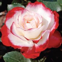 Rosa Grandiflora Cherry Parfait™ (Cherry Parfait™)