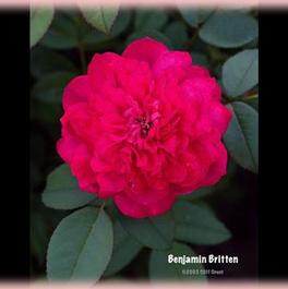 climbing roses from regan nursery largest selection of bare root david austin rose flyer
