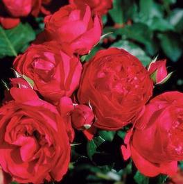 Rosa Climber Eden Climber® Red (Eden Climber® Red)
