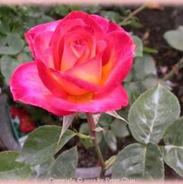 Rosa Hybrid Tea Perfect Moment (Perfect Moment)