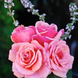 Rosa Floribunda Belindas Dream (Belinda's Dream)