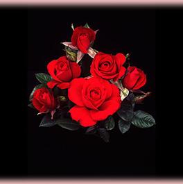 Rosa Miniature Ruby Ruby (Ruby Ruby)