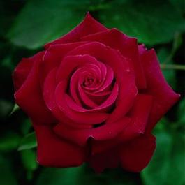 Rosa Hybrid Tea Firefighter® (Firefighter®)