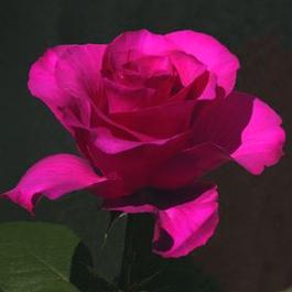 Rosa Grandiflora Fame!™ (Fame!™)