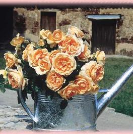 Rosa Hybrid Tea Abbaye De Cluny™ (Abbaye De Cluny™)