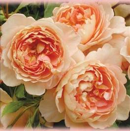 Rosa English Rose Carding Mill™ (own root) Grade 1.5 (Carding Mill™ (own root) Grade 1.5)