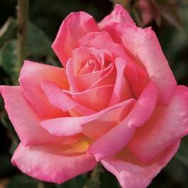 Rosa Hybrid Tea Chicago Peace (Chicago Peace)