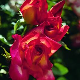 Rosa Floribunda Rainbow Sorbet™ (Rainbow Sorbet™)