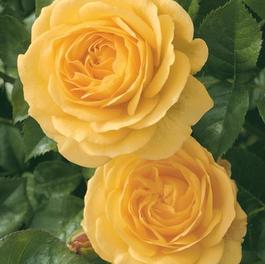 Rosa Floribunda Julia Child® (Julia Child®)