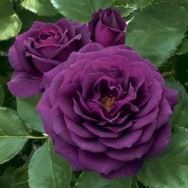 24 Patio Tree Rose From Regan Nursery Largest Selection Of Bare Ebb Tide