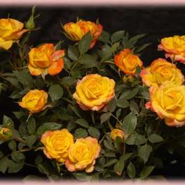 Rosa Miniature Rainbow Sunblaze® (Rainbow Sunblaze®)
