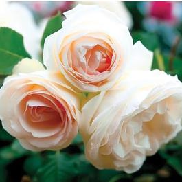 Rosa Climber Eden Climber® White (Eden Climber® White)