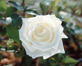 Rosa Hybrid Tea Queen Mary 2™ (Queen Mary 2™)