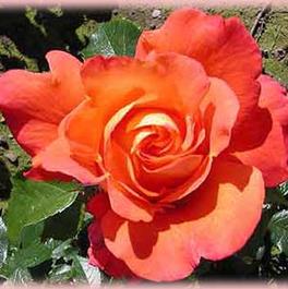 Rosa Hybrid Tea Halle (Halle)