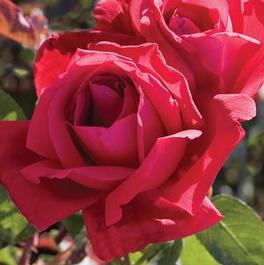Rosa Hybrid Tea Chrysler Imperial (Chrysler Imperial)