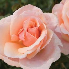 Rosa Grandiflora Mother of Pearl® (Mother of Pearl®)