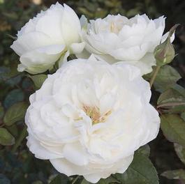 Rosa Floribunda Bolero™ (Bolero™)
