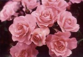 Rosa Floribunda Passionate Kisses (Passionate Kisses)