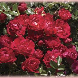 Rosa Landscape/Groundcover Red Drift® Rose (Red Drift® Rose)