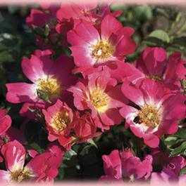 Rosa Landscape/Groundcover Pink Drift® Rose (Pink Drift® Rose)
