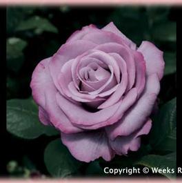 Rosa Hybrid Tea Neptune™ (Neptune™)