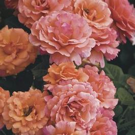 Rosa Floribunda Easy Does It ® (Easy Does It ®)