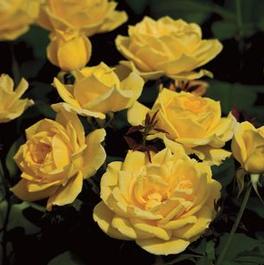 Rosa Grandiflora Ch Ching™ (Ch-Ching™)