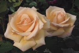 Rosa Hybrid Tea Over the Moon™ (Over the Moon™)