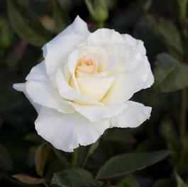 Rosa Hybrid Tea Secret's Out!™ (Secret's Out!™)