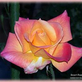 Rosa Hybrid Tea Desert Peace™ (Desert Peace™)