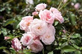 Rosa Landscape/Groundcover Sweet Drift® Rose (Sweet Drift® Rose)