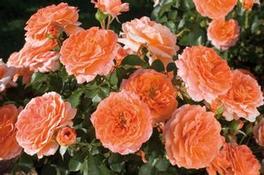 Rosa Floribunda Adobe Sunrise™ (Adobe Sunrise™)