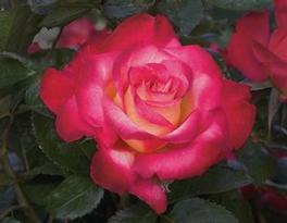 Rosa Grandiflora Dick Clark (Dick Clark)