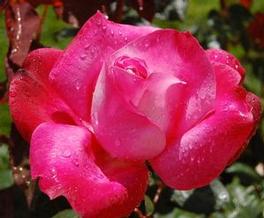 Rosa Hybrid Tea Girls Night Out (Girls Night Out)