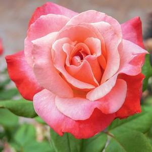 Hybrid Tea Roses — Sunnyside Nursery