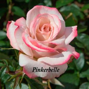 Pinkerbelle™: 4951