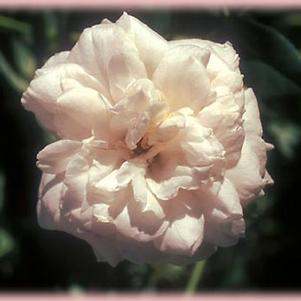 Mme. Alfred Carriere: 1006