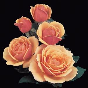 Grandiflora-Roses from Regan Nursery