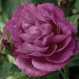24 x Rose Strauchrose 24tlg Set Seidenblume Kunstblume pink L 50 cm 180312 F7 