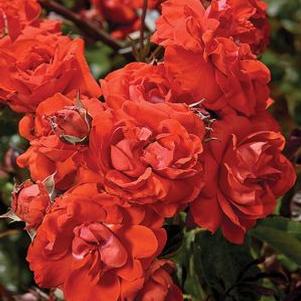 Orange Crush o.r.: 2972