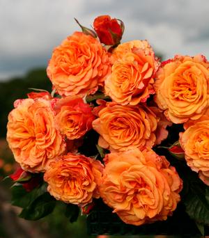 Bare Root Roses 1 000 Available Regan Nursery