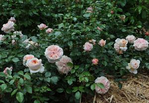 Bare Root Roses 1 000 Available Regan Nursery Cream Veranda