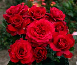 Bare Root Roses 1 000 Available Regan Nursery Gypsy Soul Eleganza