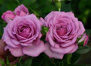 Bare Root Roses 1 000 Available Regan Nursery Lavender Veranda