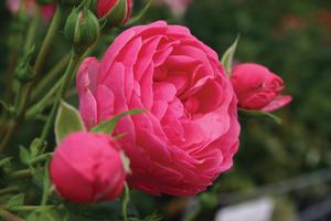 Bare Root Roses 1 000 Available Regan Nursery Pomponella