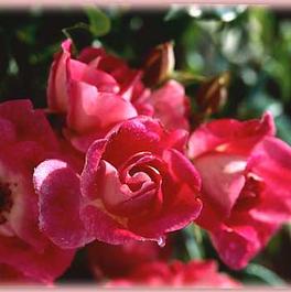 Rosa Floribunda Brilliant Pink Iceberg (Brilliant Pink Iceberg)