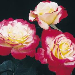 Rosa Hybrid Tea Double Delight™ (Double Delight™)